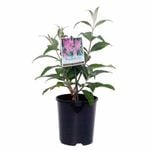 140mm Butterfly Bush Pink Delight - Buddleia davidii