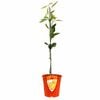 Plant Citrus Orange Bests Seedless 3.5L