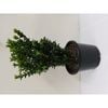 270mm Euonymus Green Rocket - Euonymus japonicus