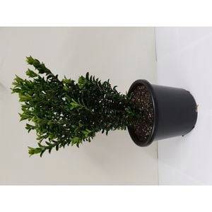 270mm Euonymus Green Rocket - Euonymus japonicus