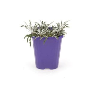 85mm Step-ables - Dymondia Marguerite