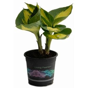 1.5L Hudson Bay Plantain - Hosta sieboldiana