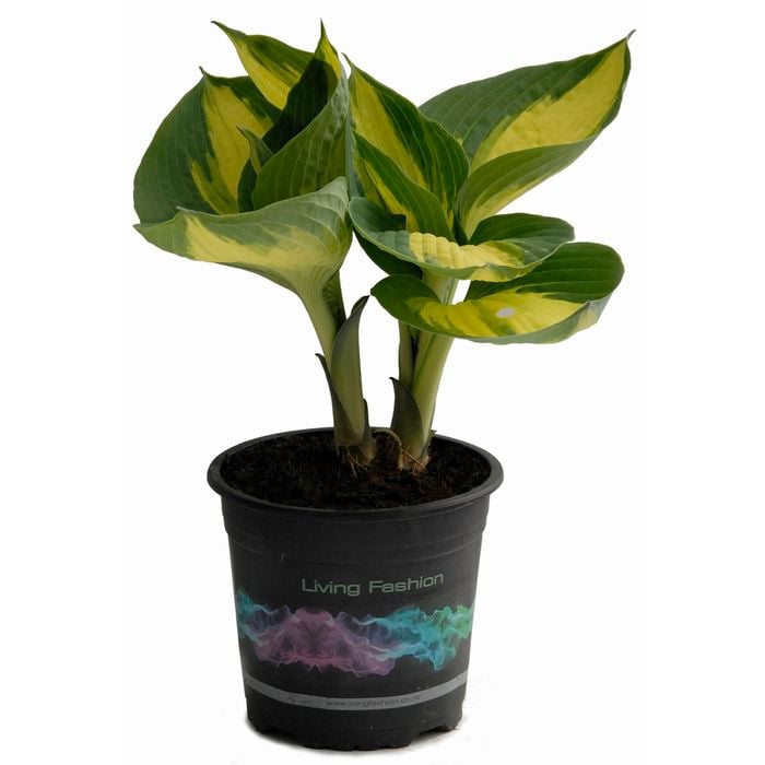 1.5L Hudson Bay Plantain - Hosta sieboldiana
