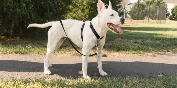 PetSafe - Side by side 2- Brand page