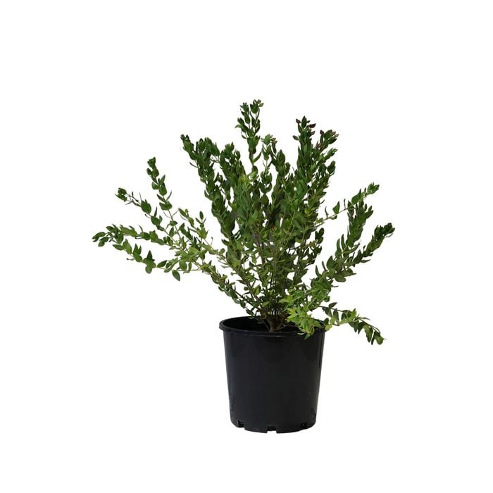 200mm Polygala - Polygala Dalmaisiana