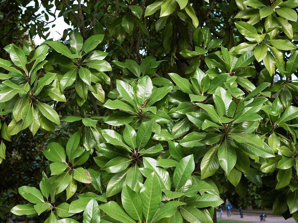 Growing, Pruning & Caring for Magnolia - Bunnings New Zealand