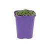 85mm Step-ables - Corsican Mint