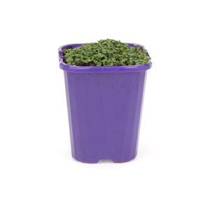 85mm Step-ables - Corsican Mint