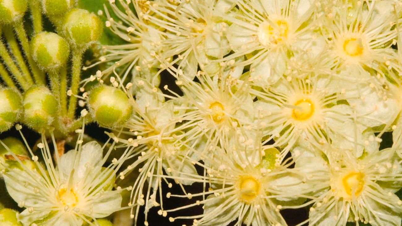 Lemon-scented myrtle