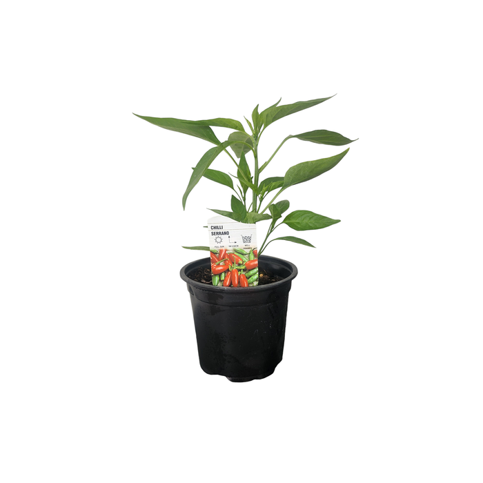 Plant Heirloom Chilli 10cm