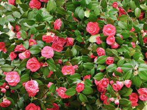 A bushy camellia tree with many pink flowers.
