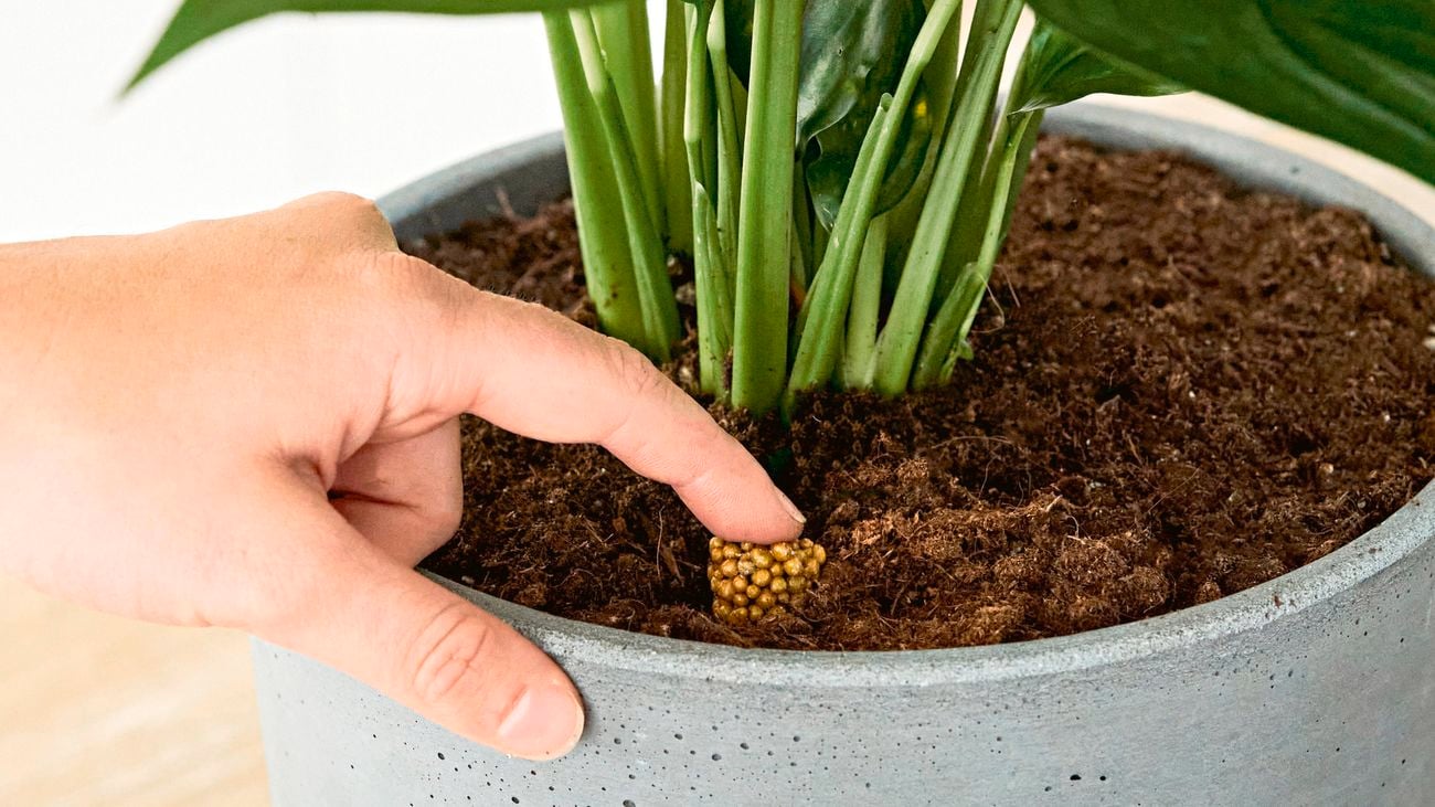 A person inserts a controlled release fertiliser tablet into potted plant soil