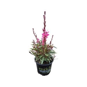 150mm Dark Rose - Gaura Steffi 