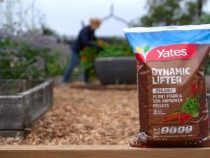 A close-up image of a bag of Yates Dynamic Lifter plant food pellets, and a person out of focus in the background planting flowers in a garden bed