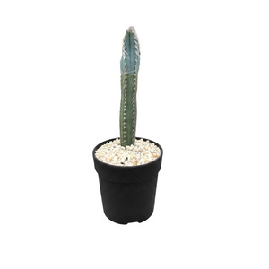 140mm Cacti Assorted