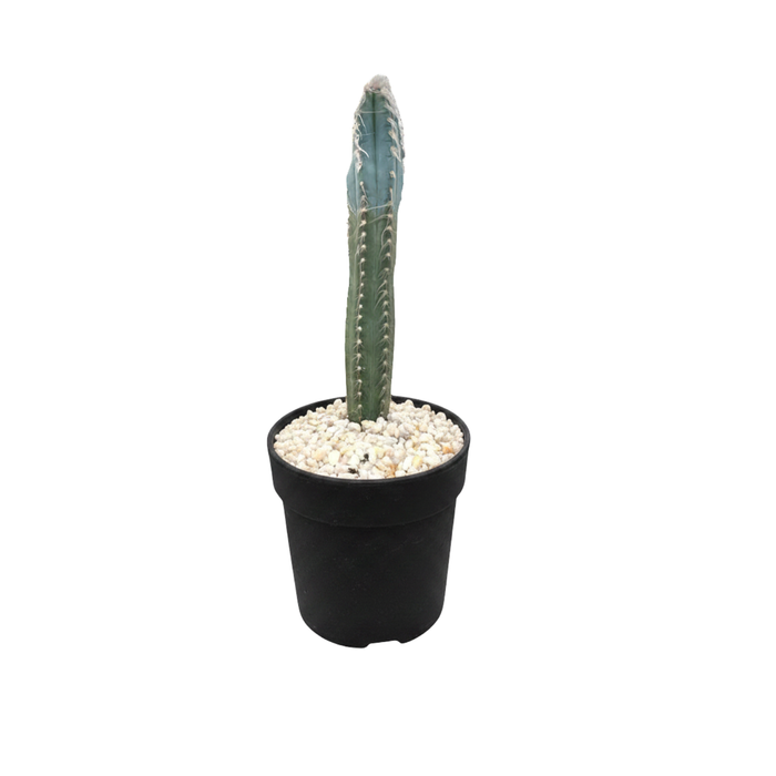 140mm Cacti Assorted