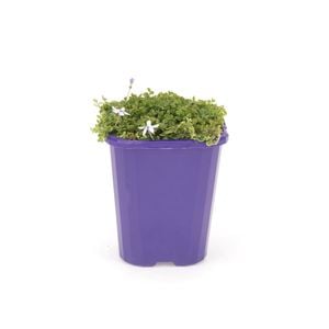85mm Step-ables - Pratia Blue