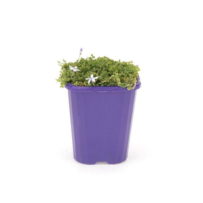 85mm Step-ables - Pratia Blue
