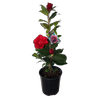 2L Camellia Midnight Magic - Camellia japonica