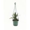 130mm Zygocactus - Assorted Hanging Basket