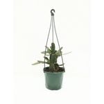 130mm Zygocactus - Assorted Hanging Basket