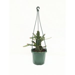 130mm Zygocactus - Assorted Hanging Basket