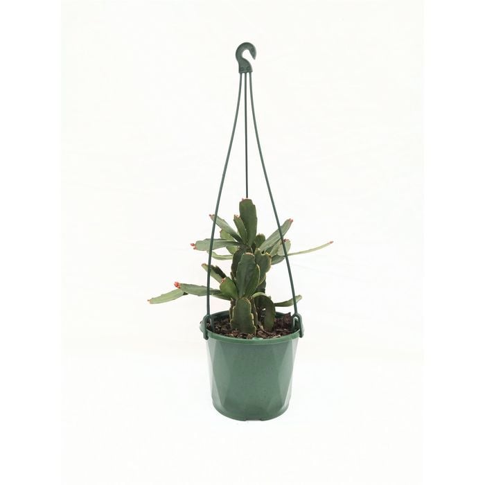 130mm Zygocactus - Assorted Hanging Basket