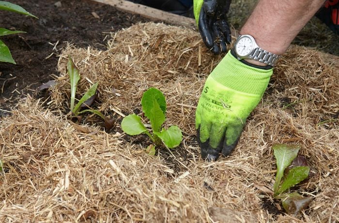 Mulch being laid out around planted vegetables
