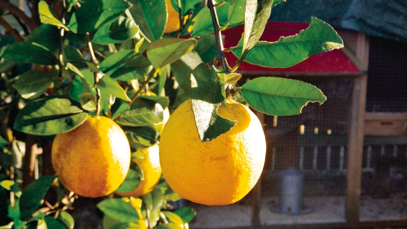Lemons growing on a tree.
