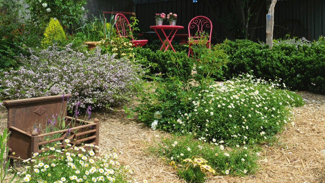 A straw-mulched garden with Seaside daisies and Disoma.