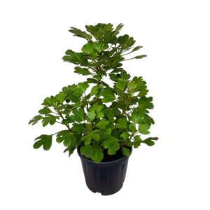 10L NZ Houpara - Pseudopanax lessonii Cyril Watson