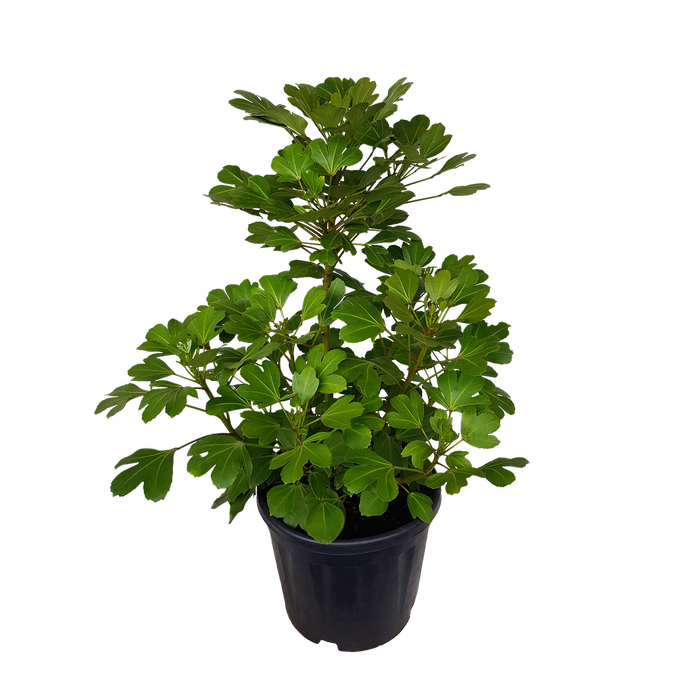 10L NZ Houpara - Pseudopanax lessonii Cyril Watson