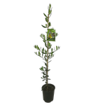 1.9L Olive Leccino - Olea europaea - Incredible edibles® Range