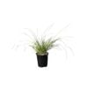 140mm Lomandra Misty Green -  Lomandra confertifolia