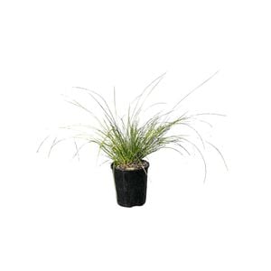 140mm Lomandra Misty Green -  Lomandra confertifolia
