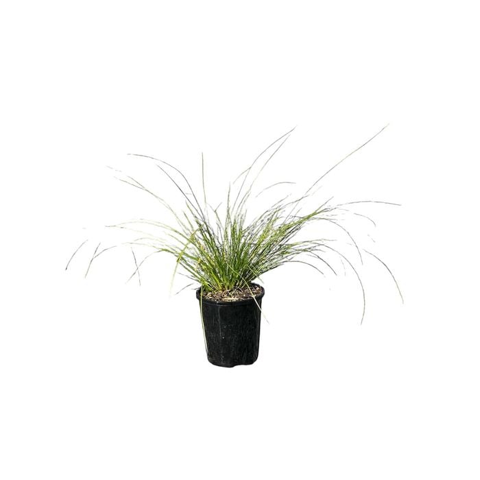 140mm Lomandra Misty Green -  Lomandra confertifolia