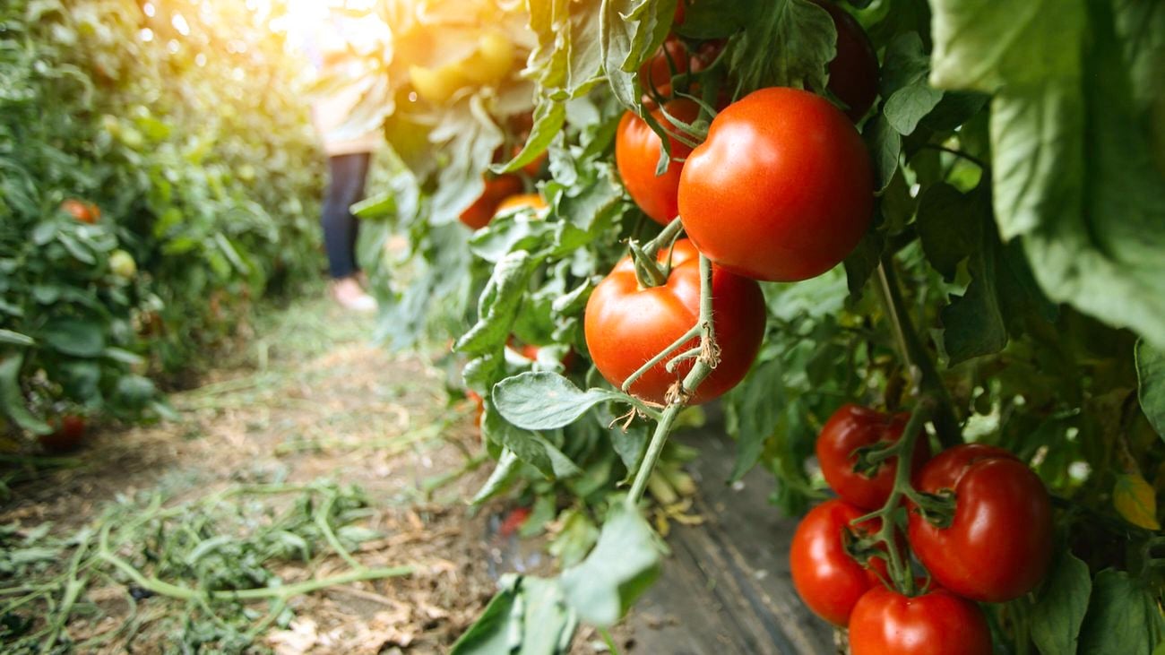 Ripe tomatoes growing on the vine in a lush green garden