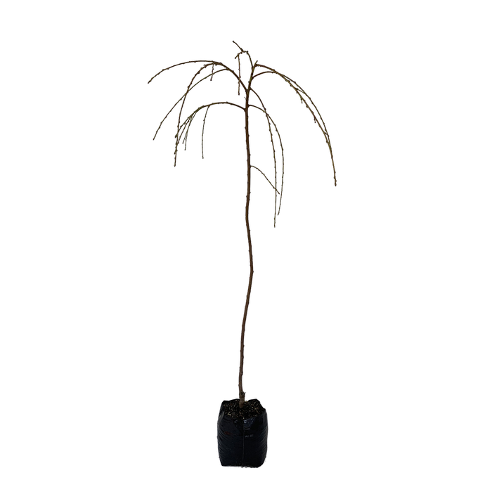 15L Weeping Flowering Peach - Prunus persica Cascade