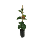 10L Persimmon Fuyu - Diospyros Kaki