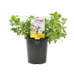 1.5L Surfinia Summer Double White - Petunia hybrida