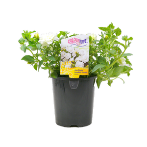 1.5L Surfinia Summer Double White - Petunia hybrida