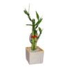Lucky Bamboo Size C - Dracaena sanderiana