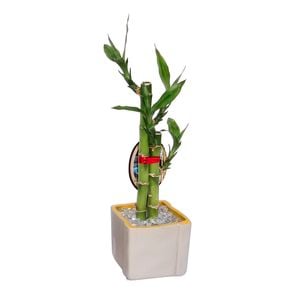 Lucky Bamboo Size C - Dracaena sanderiana