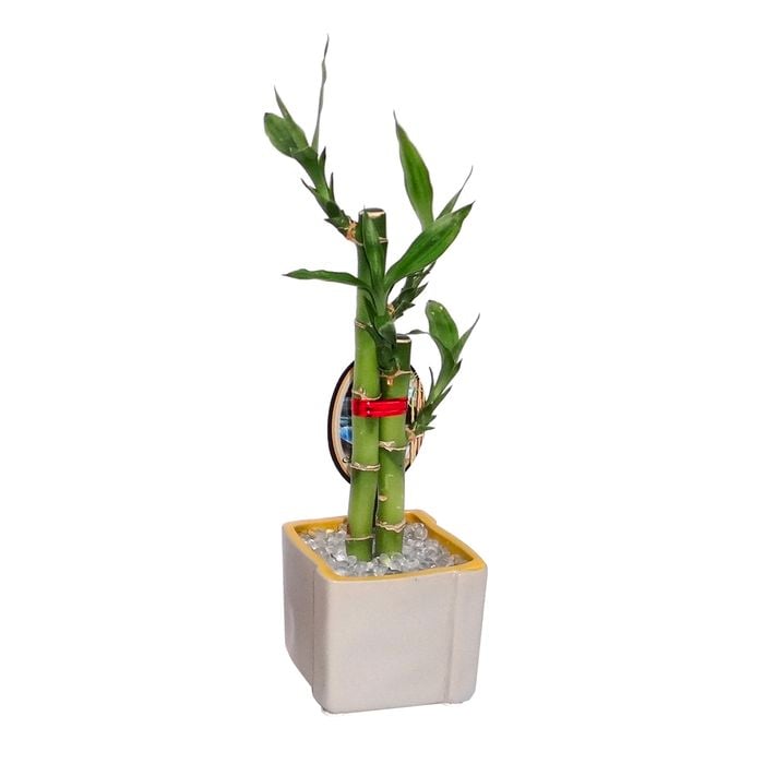 Lucky Bamboo Size C - Dracaena sanderiana