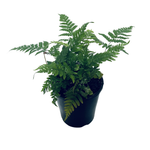 140mm Autumn Fern - Dryopteris erthrosora