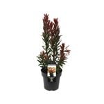 180mm Red Rocket - Callistemon citrinus