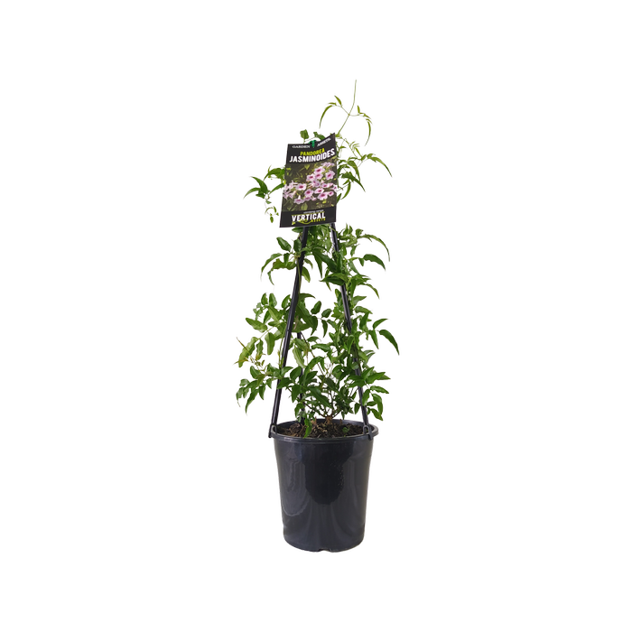 180mm Bower Vine - Pandorea jasminoides