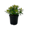 2.5L Escallonia Gold Brian - Escallonia laevis
