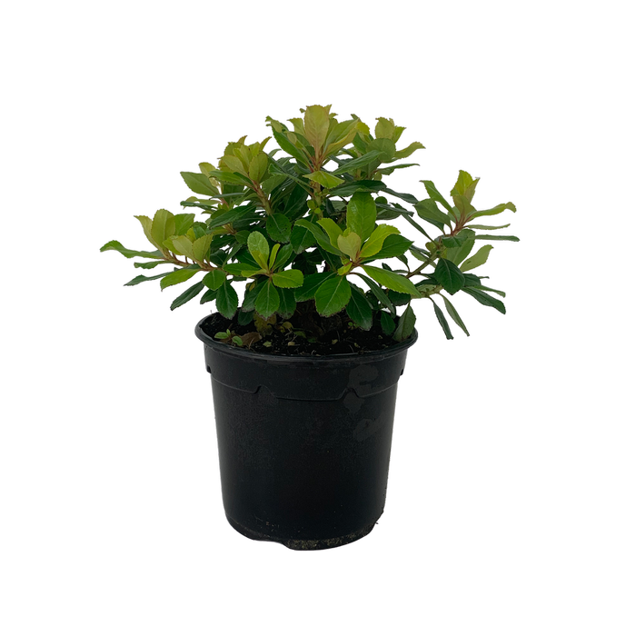 2.5L Escallonia Gold Brian - Escallonia laevis