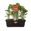 Punnet Celery - Apium graveolens Dulce